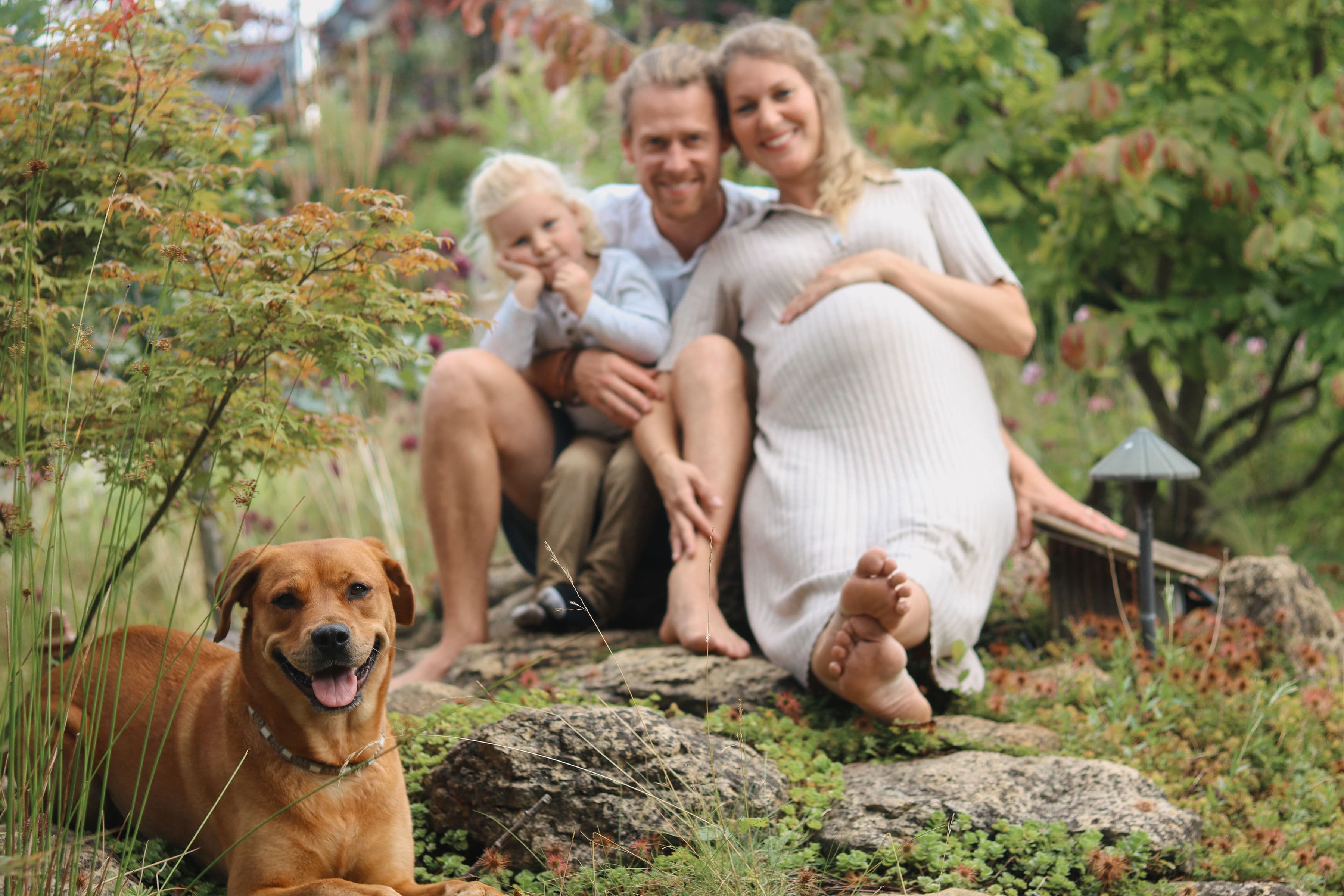 Ein lächelnder brauner Hund vor einer schwangeren Frau, ihrem Mann und Kind im Garten.