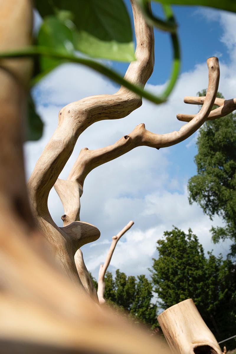 Helle, glatte Holzskulptur mit geschwungenen Ästen vor blauem Himmel, weißen Wolken und grünen Bäumen.